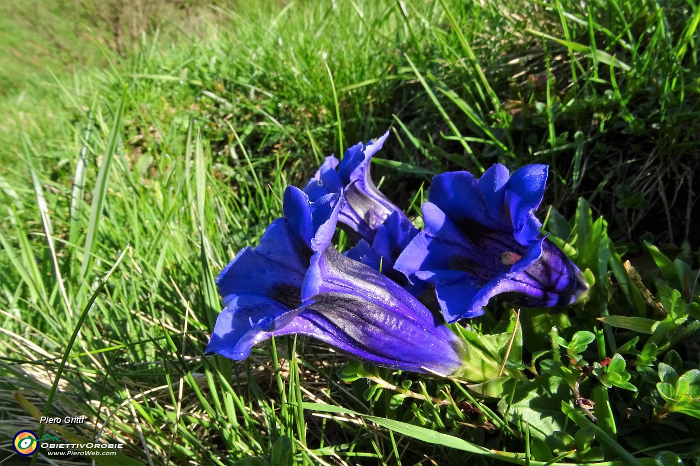 13 Genziana di Clusius (Gentiana clusii).JPG